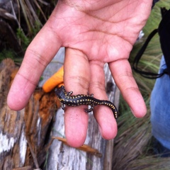 Pseudoeurycea melanomolga