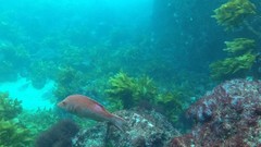 Bodianus unimaculatus