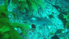 Bodianus unimaculatus