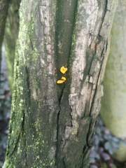 Dacrymyces spathularia