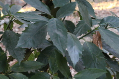Aucuba japonica