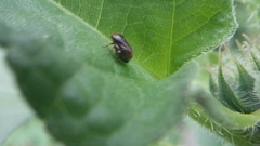 Clastoptera xanthocephala