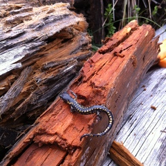 Pseudoeurycea melanomolga