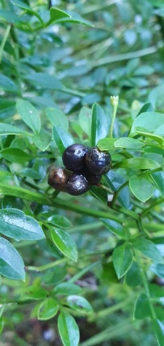 Chrysojasminum humile (Chrysojasminum humile)