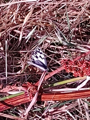 Melanargia lachesis