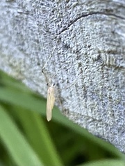 Cheilotrichia imbuta