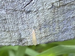 Cheilotrichia imbuta