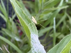 Cheilotrichia imbuta