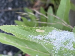 Cheilotrichia imbuta