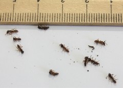 Formicidae