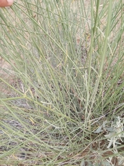Leptadenia pyrotechnica