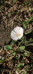 Convolvulus arvensis