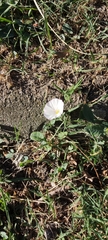 Convolvulus arvensis