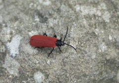 Platycis minutus