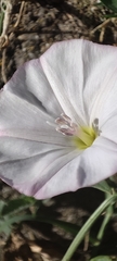 Convolvulus arvensis