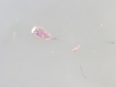 Triops longicaudatus