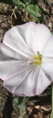 Convolvulus arvensis