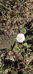 Convolvulus arvensis
