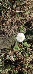 Convolvulus arvensis