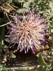 Centaurea raphanina raphanina
