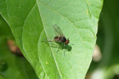 Chrysopilus cristatus