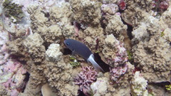 Pycnochromis margaritifer