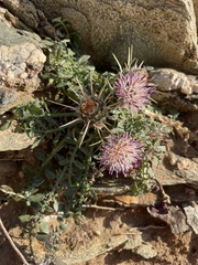 Centaurea raphanina raphanina