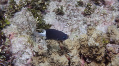 Pycnochromis margaritifer