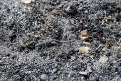 Psammodromus hispanicus