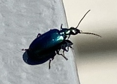 Lebia