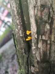 Dacrymyces spathularia