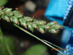 Plantago asiatica