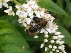 Lasiotrichius succinctus