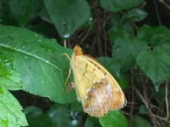 Argynnis laodice