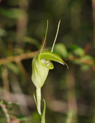 Pterostylis alveata