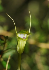 Pterostylis alveata
