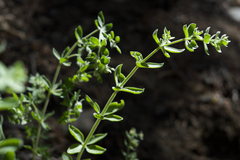 Galium hallii