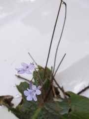 Streptocarpus confusus confusus