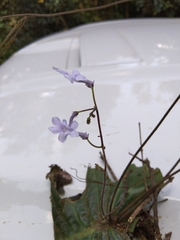 Streptocarpus confusus confusus