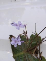 Streptocarpus confusus confusus