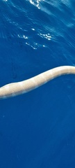 Hydrophis curtus