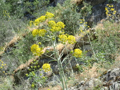 Ferula glauca