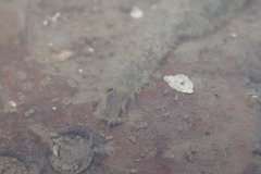 Flabelligera bicolor