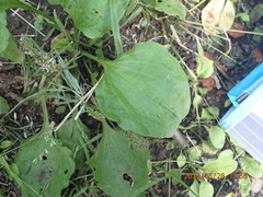 Plantago asiatica