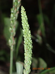 Plantago asiatica