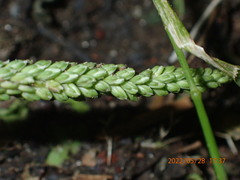 Plantago asiatica