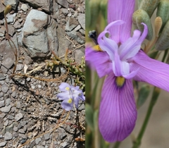 Moraea lazulina