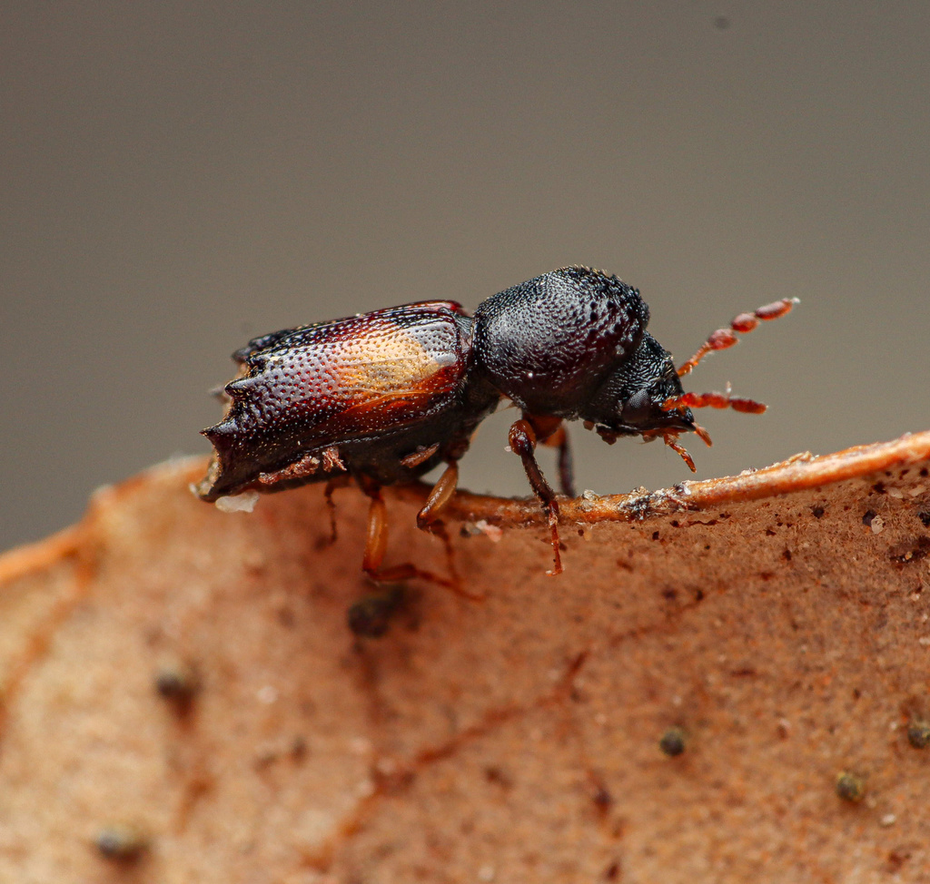 Xylobiops parilis