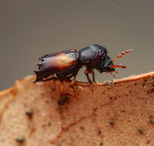 Xylobiops parilis
