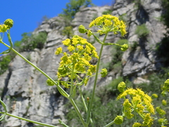 Ferula glauca